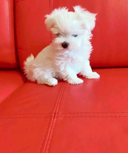 CUCCIOLI MALTESE TOY | Foto 0