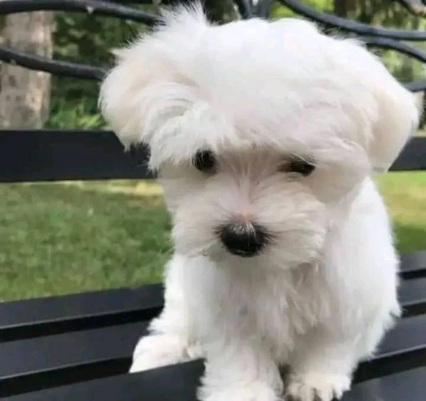 Maltesei cuccioli maschio e femmina | Foto 0