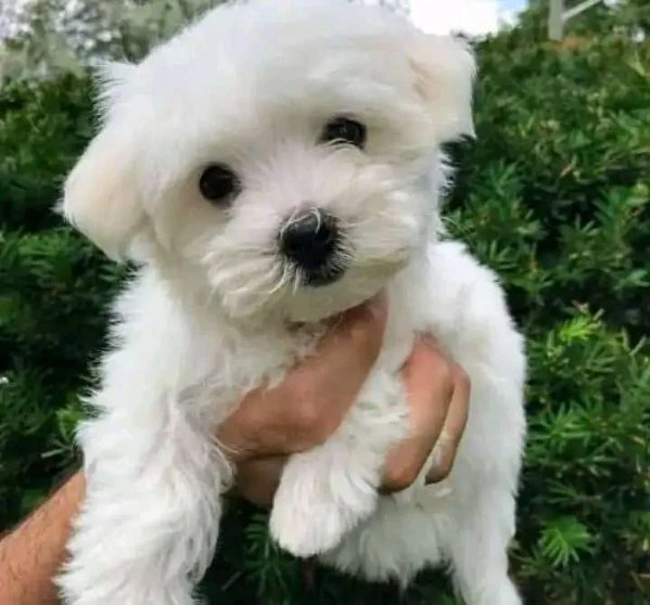 Maltesei cuccioli maschio e femmina