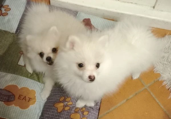 Cuccioli di volpino Spitz tedesco  | Foto 3