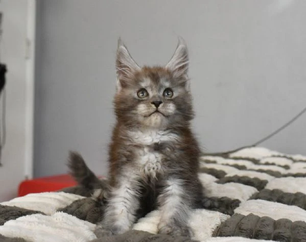 Maine coon cuccioli