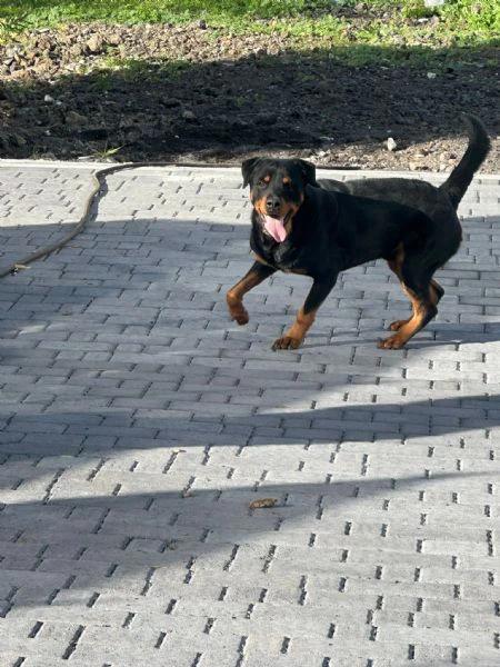 Cucciole di rottweiler  | Foto 1