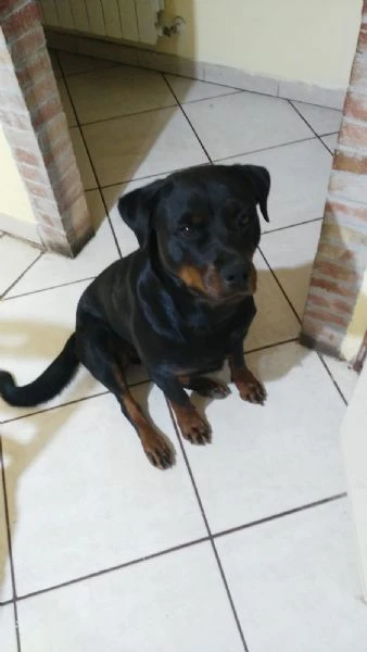 Cucciole di rottweiler  | Foto 0