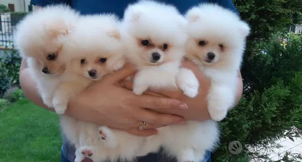 Vendesi cuccioli di volpino di Pomerania spitz con PEDIGREE