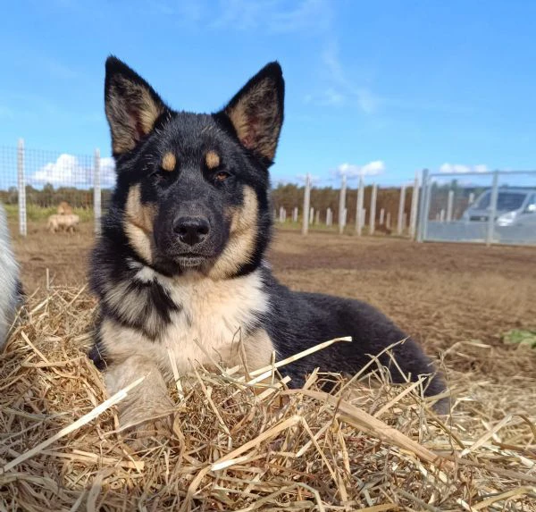 Bruno incrocio border colliepastore tedesco cerca casa 