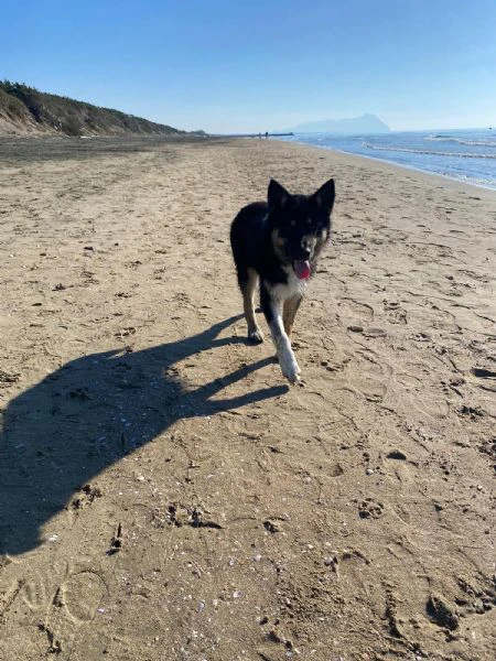 Bruno incrocio border colliepastore tedesco cerca casa  | Foto 1