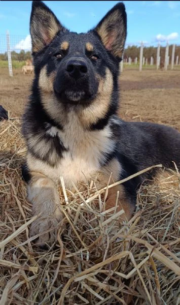 Bruno incrocio border colliepastore tedesco cerca casa  | Foto 0