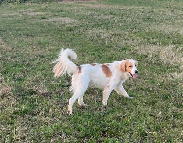 OLAF simpatico cagnolino 2 anni cerca casa  buono ed affettuoso  | Foto 2