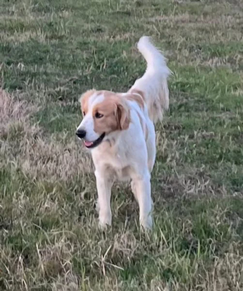 OLAF simpatico cagnolino 2 anni cerca casa  buono ed affettuoso  | Foto 1