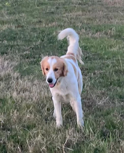 OLAF simpatico cagnolino 2 anni cerca casa  buono ed affettuoso  | Foto 0