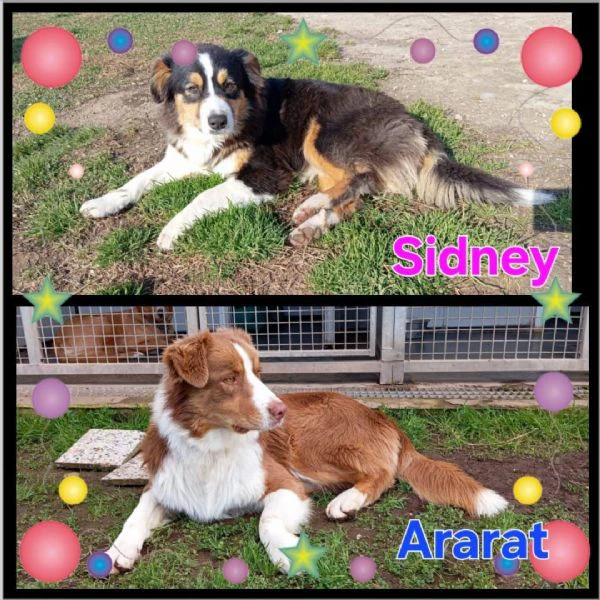 Sydney e Ararat  AUSTRALIAN SHEPERD PURI cercano casa 