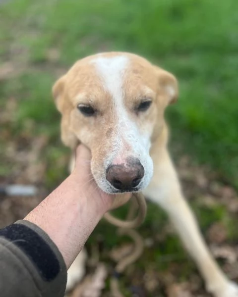 BIONDO dolce cagnolino 9 anni cerca casa  da sempre in canile | Foto 1