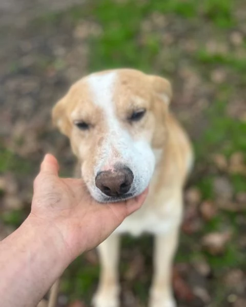 BIONDO dolce cagnolino 9 anni cerca casa  da sempre in canile | Foto 0