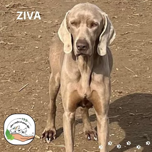 ZIVA bellissima Weimaraner pura 4 anni cerca casa 