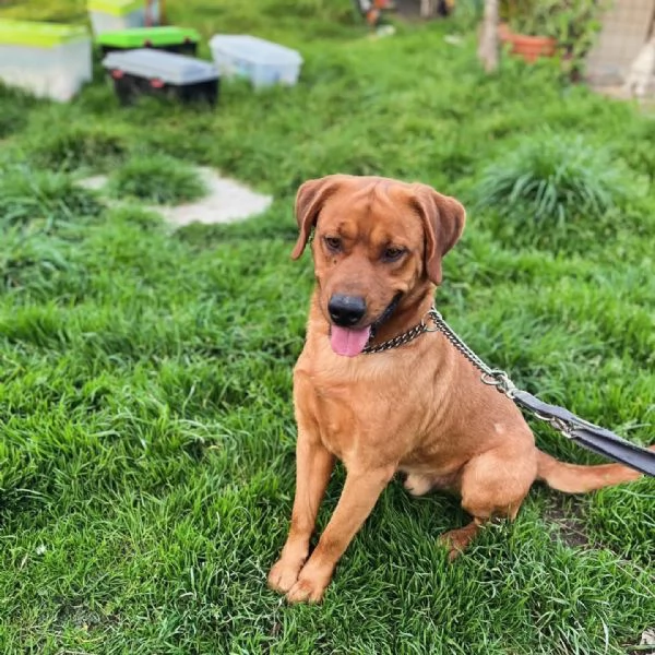 Brouse Bellissimo cagnolino incrocio pitt labrador cerca casa | Foto 1