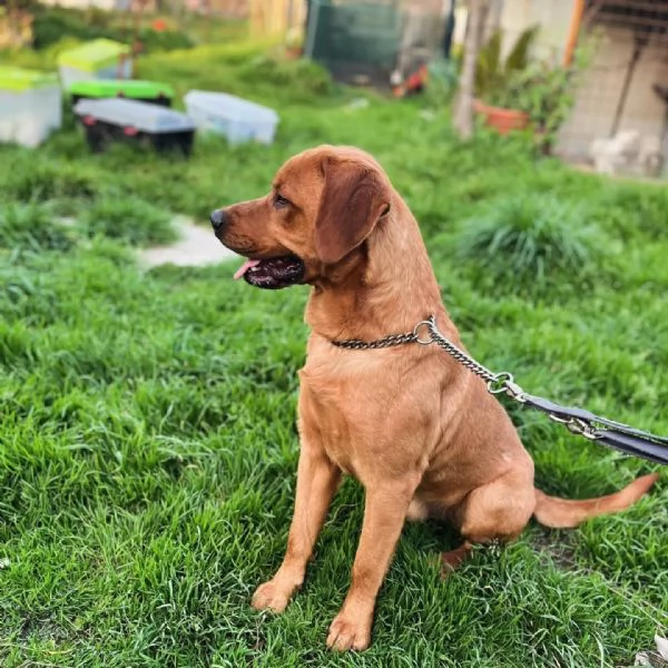 Brouse Bellissimo cagnolino incrocio pitt labrador cerca casa | Foto 0