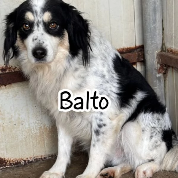 BALTO mix border collie 6 anni cerca adozione