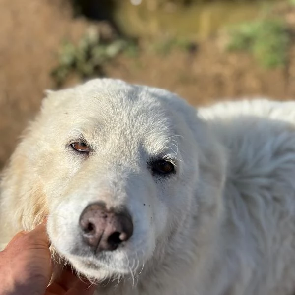 MISTRAL bellissima cucciolona 10 mesi cerca casa  | Foto 3