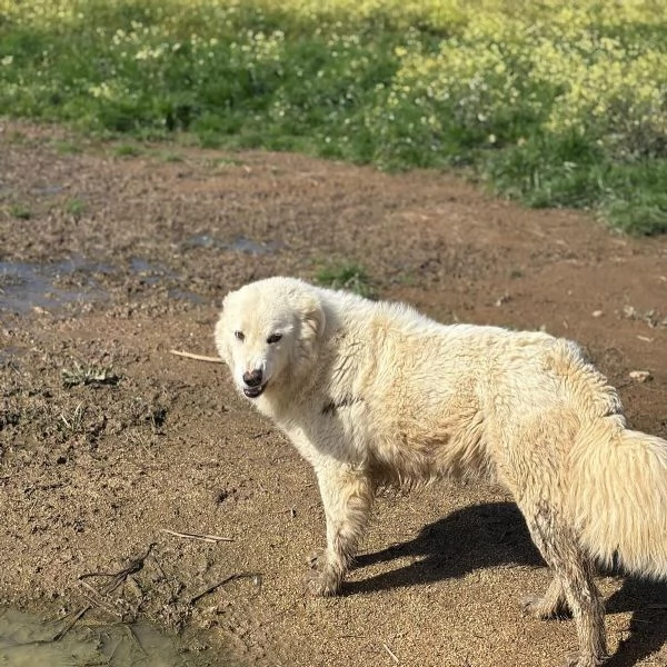 MISTRAL bellissima cucciolona 10 mesi cerca casa  | Foto 2