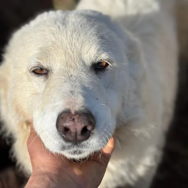 MISTRAL bellissima cucciolona 10 mesi cerca casa  | Foto 1