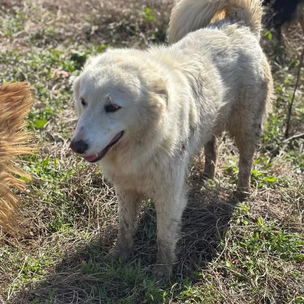 MISTRAL bellissima cucciolona 10 mesi cerca casa  | Foto 0