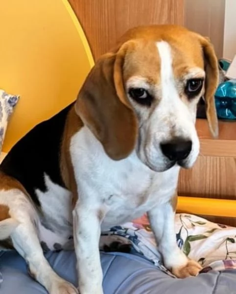 LILLI dolcissima beagle pura 4 anni cerca casa | Foto 1