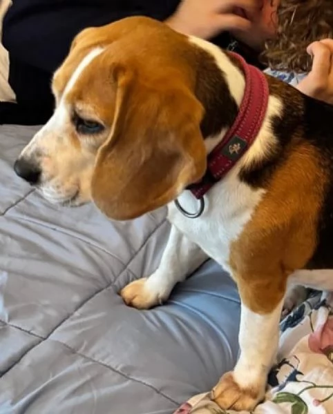 LILLI dolcissima beagle pura 4 anni cerca casa | Foto 0