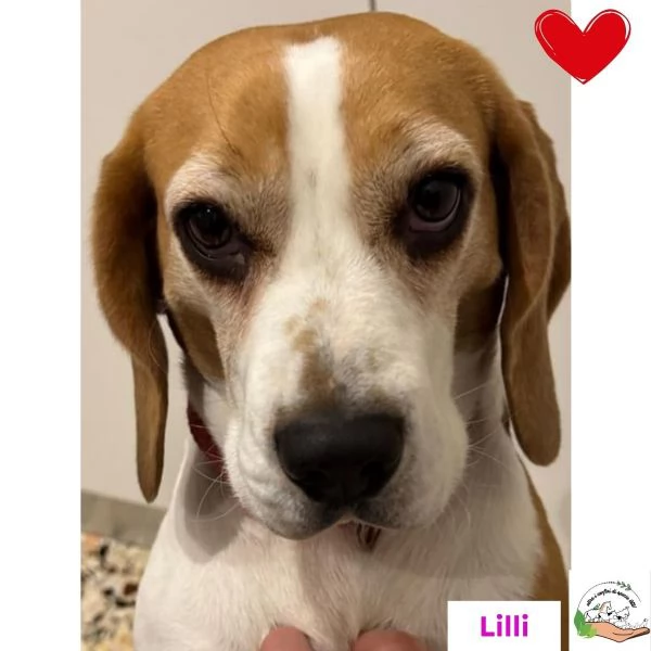 LILLI dolcissima beagle pura 4 anni cerca casa