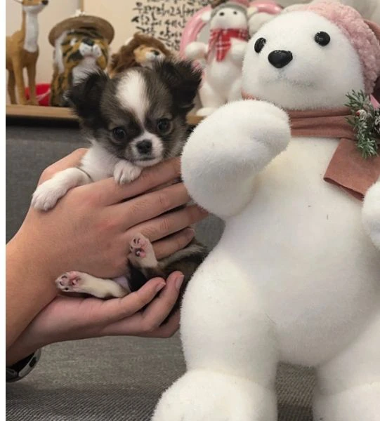 cuccioli di chihuahua per adozione