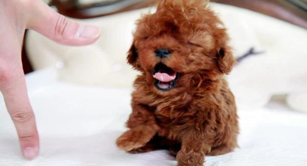 bellissimi cuccioli di barboncino toy | Foto 1