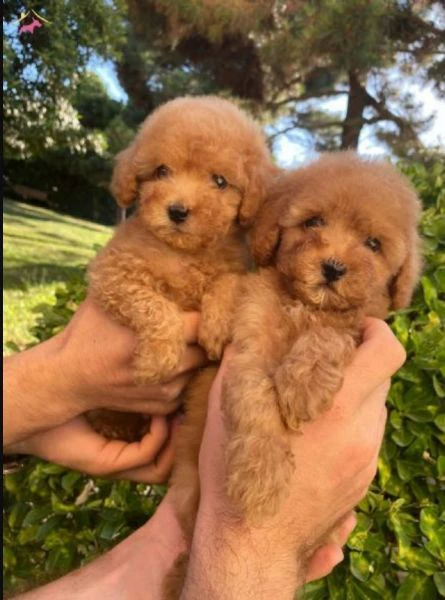 Disponibili due cuccioli di barboncino toy per adozione | Foto 0