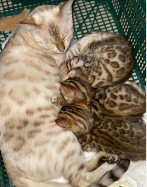 Bellissimi gattini del Bengala  ALLEVATI CON AMORE per adozione | Foto 3