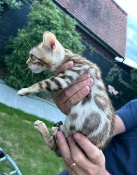 Bellissimi gattini del Bengala  ALLEVATI CON AMORE per adozione | Foto 1