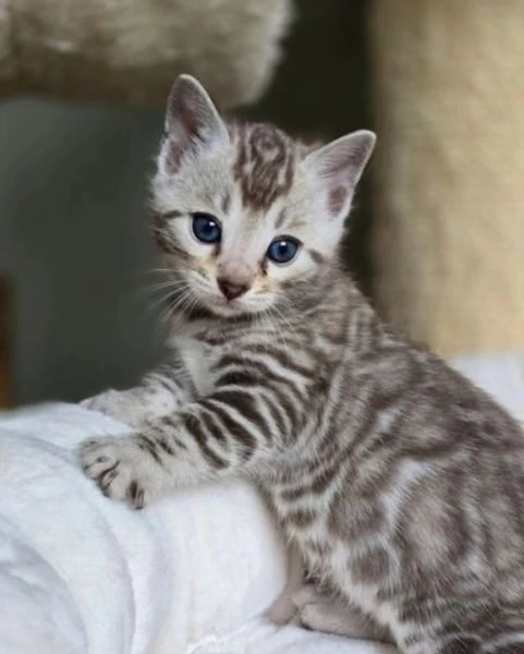 Bellissimi gattini del Bengala  ALLEVATI CON AMORE per adozione | Foto 2