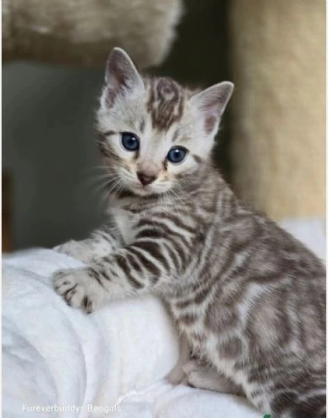 Bellissimi gattini del Bengala  ALLEVATI CON AMORE per adozione | Foto 0