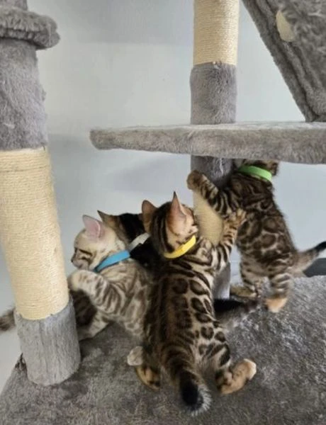 Bellissimi gattini del Bengala  ALLEVATI CON AMORE per adozione | Foto 0