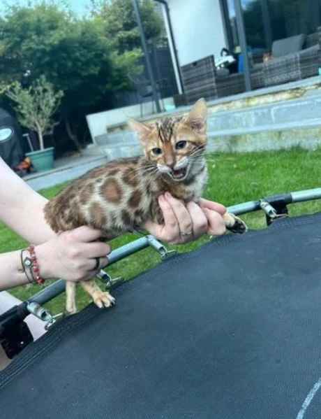 Bellissimi gattini del Bengala  ALLEVATI CON AMORE per adozione | Foto 3