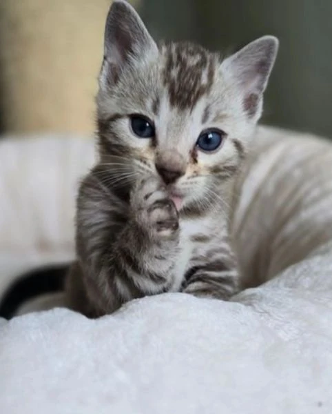 Bellissimi gattini del Bengala  ALLEVATI CON AMORE per adozione