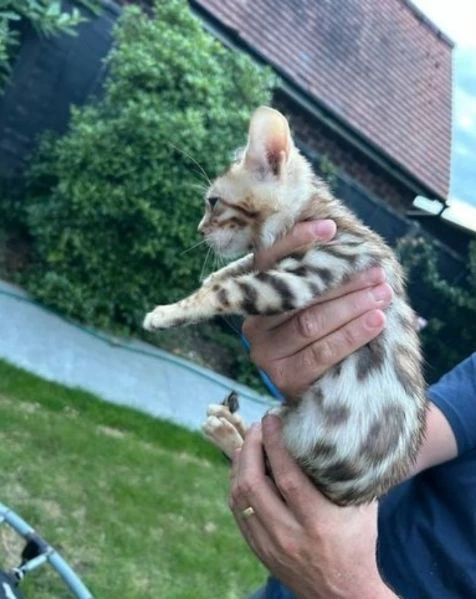 Bellissimi gattini del Bengala  ALLEVATI CON AMORE per adozione | Foto 3