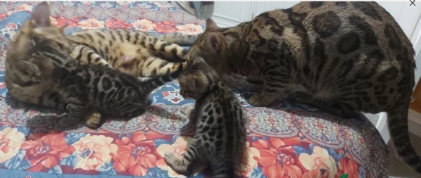 Bellissimi gattini del Bengala  ALLEVATI CON AMORE per adozione | Foto 0