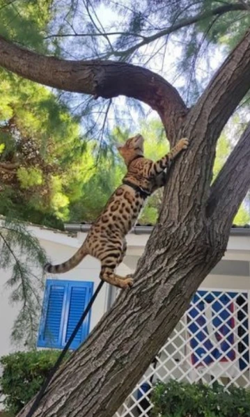 Bellissimi gattini del Bengala  ALLEVATI CON AMORE per adozione | Foto 6