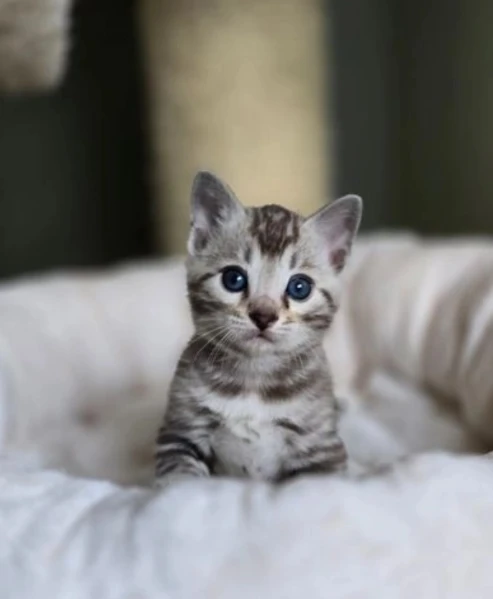 Bellissimi gattini del Bengala  ALLEVATI CON AMORE per adozione | Foto 0