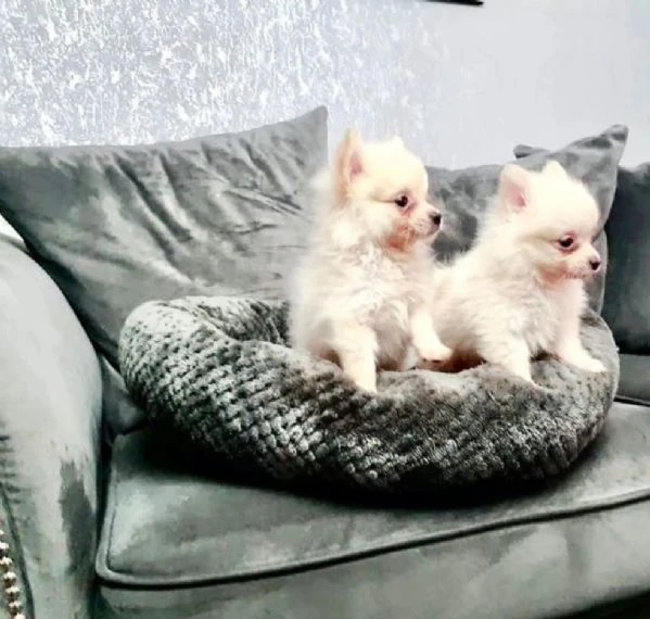  abbiamo 3 bellissimi cuccioli di Pomerania