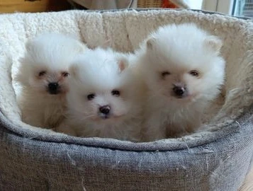 Volpino di pomerania ALLEVATI CON AMORE per adozione | Foto 0