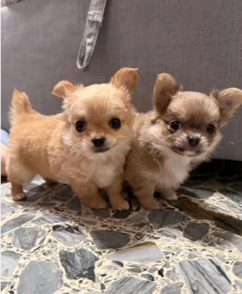  Disponibili cuccioli di chihuahua PL ALLEVATI CON AMORE per adozione | Foto 6