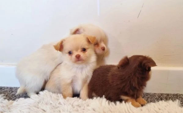  Disponibili cuccioli di chihuahua PL ALLEVATI CON AMORE per adozione | Foto 5