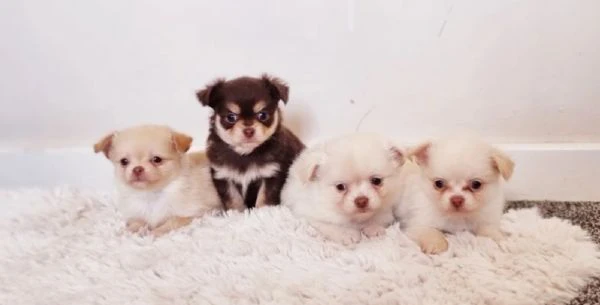  Disponibili cuccioli di chihuahua PL ALLEVATI CON AMORE per adozione | Foto 4