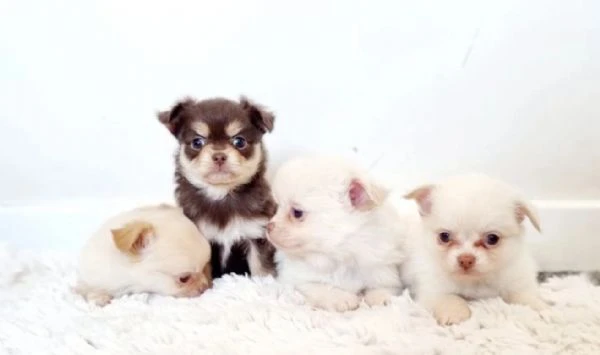  Disponibili cuccioli di chihuahua PL ALLEVATI CON AMORE per adozione