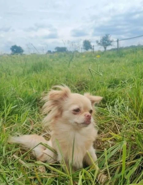  Disponibili cuccioli di chihuahua PL ALLEVATI CON AMORE per adozione | Foto 3