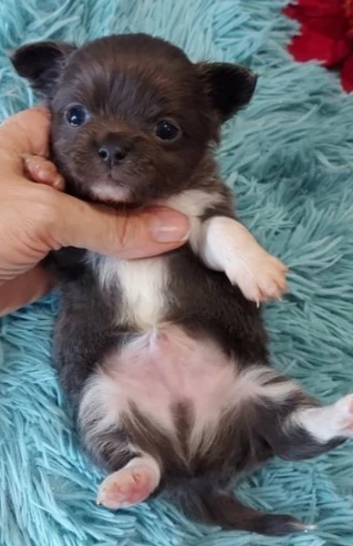  Disponibili cuccioli di chihuahua PL ALLEVATI CON AMORE per adozione